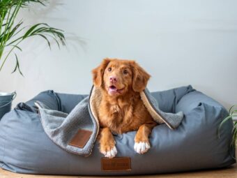 Hundehalterhaftpflichtversicherung {{brizy_dc_image_alt entityId=